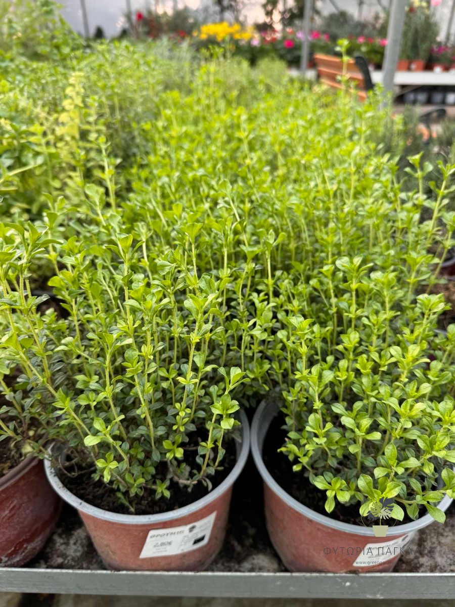 🌿 Θρούμπι (Satureja hortensis) - 1